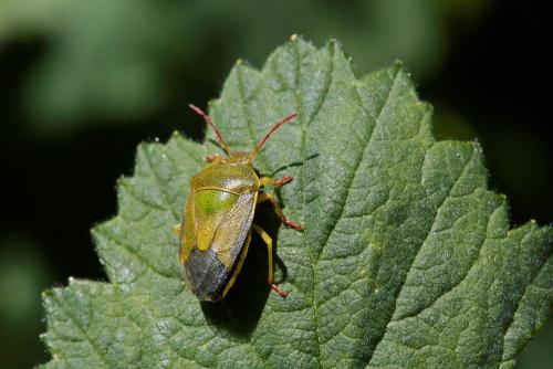 Piezodorus lituratus